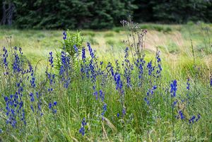 Oměj šalamounek (Aconitum plicatum)