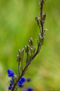 Oměj šalamounek (Aconitum plicatum)