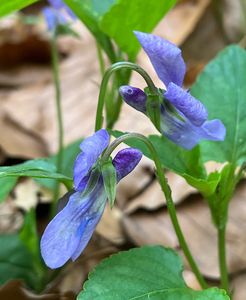 Violka lesní (Viola reichenbachiana)