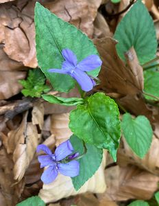 Violka lesní (Viola reichenbachiana)