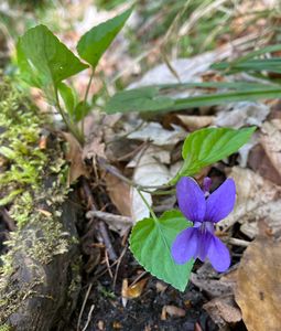 Violka lesní (Viola reichenbachiana)