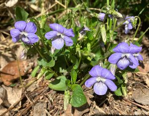 Violka Rivinova (Viola riviniana)