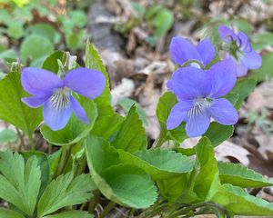 Violka Rivinova (Viola riviniana)