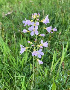 Řeřišnice luční (Cardamine pratensis)