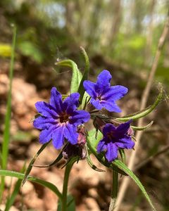 Kamejka modronachová (Lithospermum purpureo-coeruleum L.)