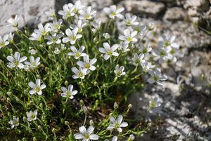 Písečnice velkokvětá (Arenaria grandiflora)