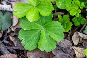 Hvězdnatec zubatý (Hacquetia epipactis)