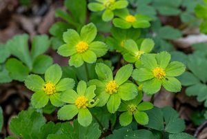 Hvězdnatec zubatý (Hacquetia epipactis)