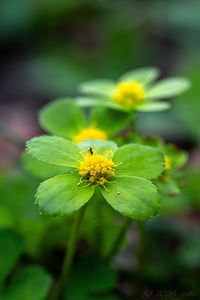 Hvězdnatec zubatý (Hacquetia epipactis)