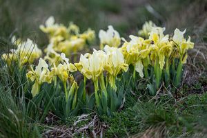 Kosatec nízký (Iris pumila)