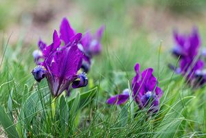 Kosatec nízký (Iris pumila)