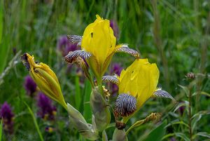 Kosatec různobarvý (Iris variegata)