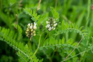 Kozinec cizrnovitý (Astragalus cicer L.)