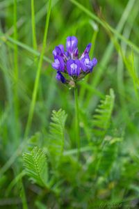 Kozinec dánský (Astragalus danicus Retz.)