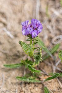 Kozinec dánský (Astragalus danicus Retz.)