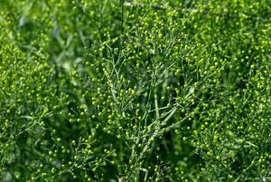 Katrán tatarský (Crambe tatarica)
