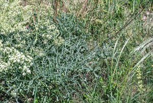 Katrán tatarský (Crambe tatarica)