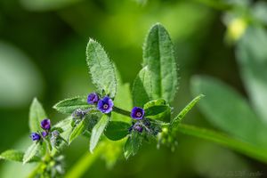 Ostrolist poléhavý (Asperugo procumbens)