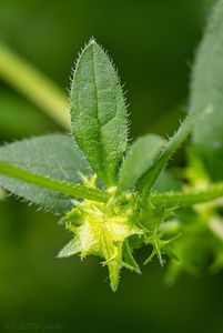 Ostrolist poléhavý (Asperugo procumbens)