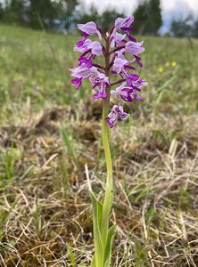 Vstavač vojenský (Orchis militaris)