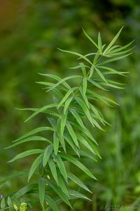 Kokořík přeslenitý (Polygonatum verticillatum (L.) All.)