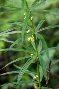 Kokořík přeslenitý (Polygonatum verticillatum (L.) All.)