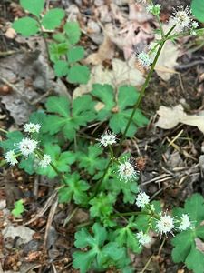 Žindava evropská (Sanicula europaea)