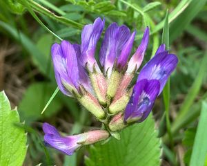Kozinec dánský (Astragalus danicus Retz.)