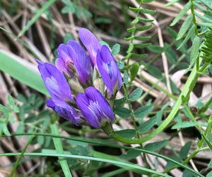 Kozinec dánský (Astragalus danicus Retz.)