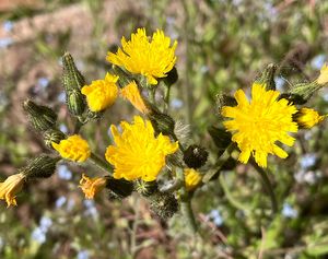 Jestřábník chocholičnatý (Hieracium cymosus)
