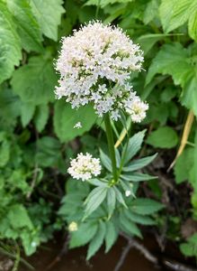 Kozlík výběžkatý (Valeriana excelsa Poir)