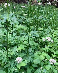 Kozlík výběžkatý (Valeriana excelsa Poir)