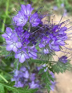 Svazenka vratičolistá (Phacelia tanacetifolia)