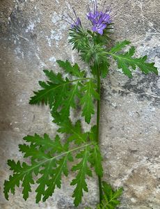 Svazenka vratičolistá (Phacelia tanacetifolia)