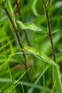 Volovec vrbolistý (Buphthalmum salicifolium)