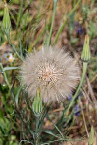 Kozí brada pochybná (Tragopogon dubius)