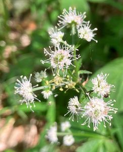 Žindava evropská (Sanicula europaea)