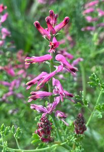 Zemědým lékařský (Fumaria officinalis)