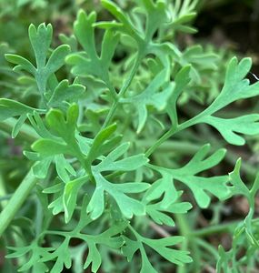 Zemědým lékařský (Fumaria officinalis)