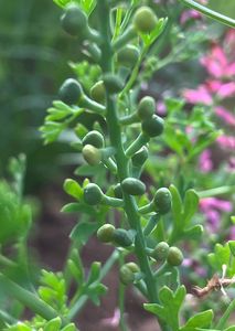 Zemědým lékařský (Fumaria officinalis)