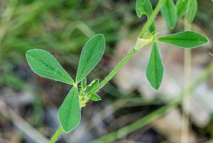 Jetel žíhaný (Trifolium striatum)