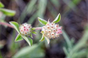 Jetel žíhaný (Trifolium striatum)