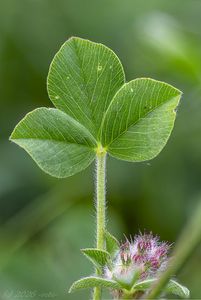 Jetel žíhaný (Trifolium striatum)