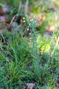 Len rakouský (Linum austriacum)