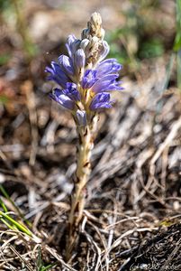 Záraza písečná (Orobanche arenaria)