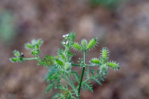 Dejvorec velkoplodý (Caucalis platycarpos)