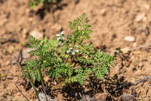 Dejvorec velkoplodý (Caucalis platycarpos)