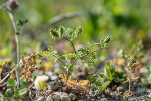 Dejvorec velkoplodý (Caucalis platycarpos)