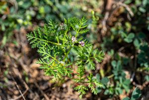 Dejvorec velkoplodý (Caucalis platycarpos)
