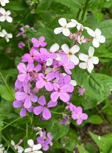 Večernice vonná (Hesperis matronalis)